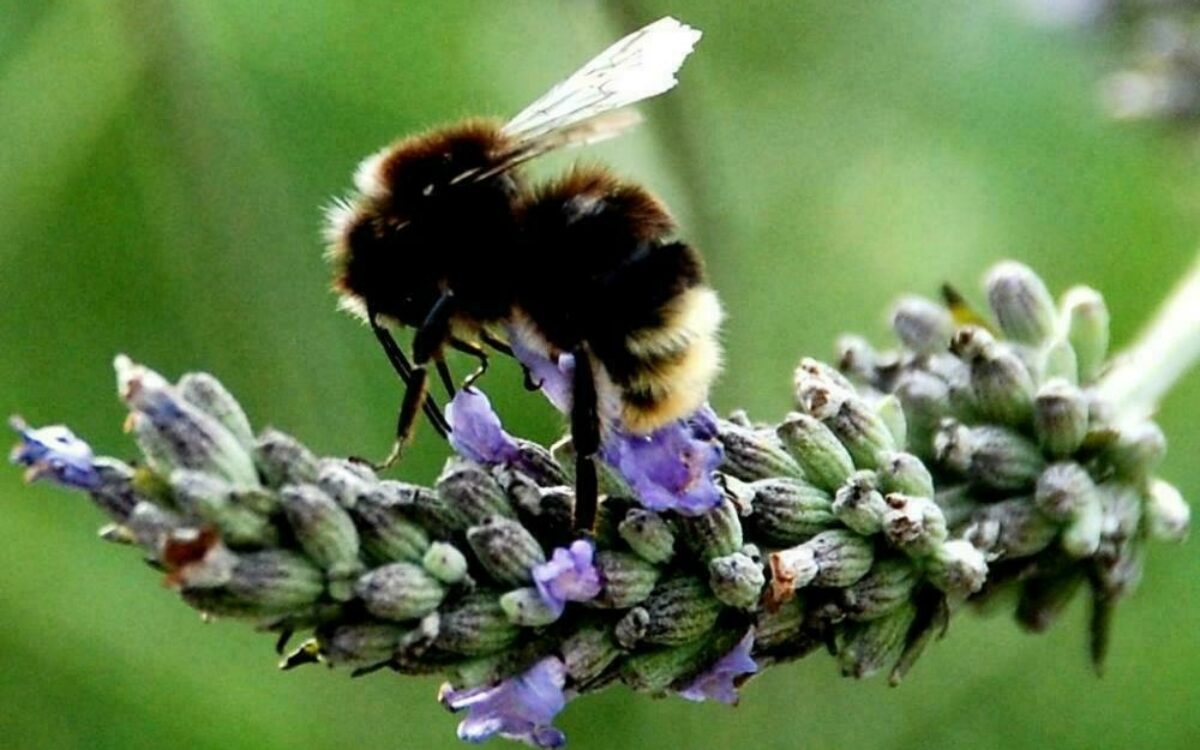 1612780943bienen 1 large foto fh 1612780943bienen 1 large foto fh